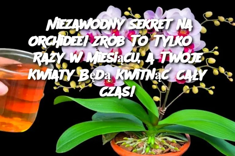 Niezawodny Sekret na Orchidee! Zrób To Tylko 3 Razy w Miesiącu, a Twoje Kwiaty Będą Kwitnąć Cały Czas!