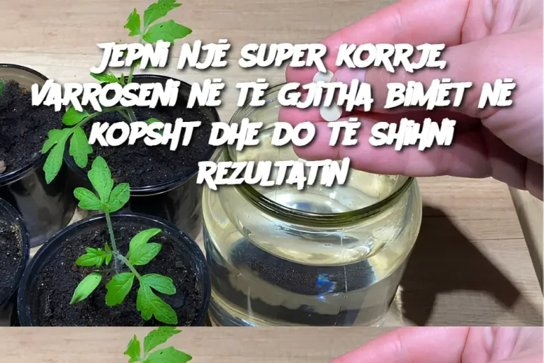 Jepni një super korrje, varroseni në të gjitha bimët në kopsht dhe do të shihni rezultatin