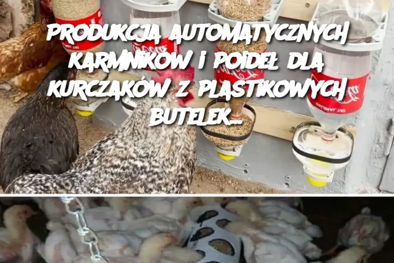 Produkcja automatycznych karmników i poideł dla kurczaków z plastikowych butelek…