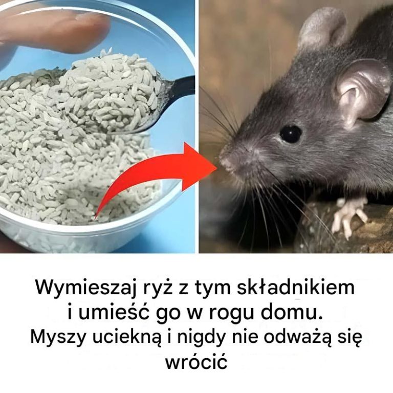 Jak skutecznie wypędzić myszy z domu