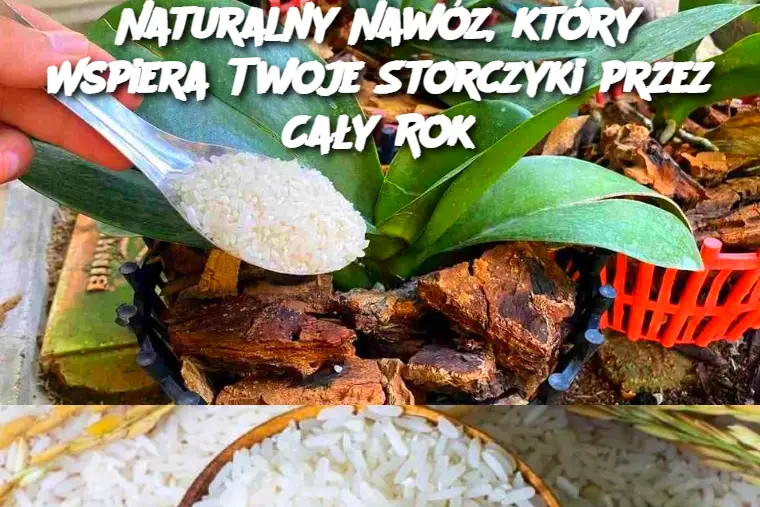 Naturalny Nawóz, który Wspiera Twoje Storczyki przez Cały Rok