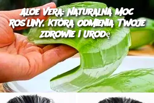 Aloe Vera: Cudowna roślina, która poprawia zdrowie i urodę – odkryj jej sekrety!