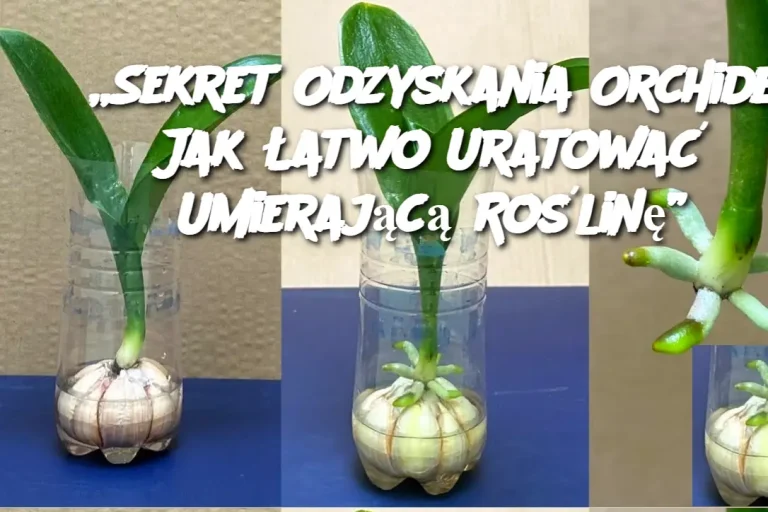 „Sekret Odzyskania Orchidei: Jak Łatwo Uratować Umierającą Roślinę”