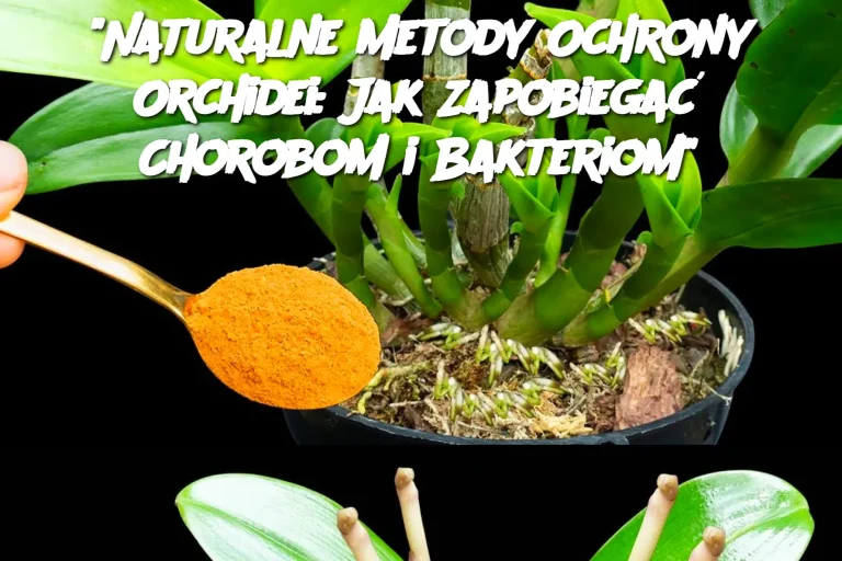 Naturalne Metody Ochrony Orchidei: Jak zapobiegać Chorobom i Bakteriom