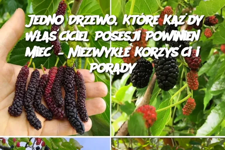 Jedno Drzewo, Które Każdy Właściciel Posesji Powinien Mieć – Niezwykłe Korzyści i Porady