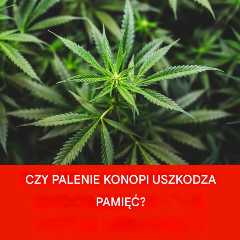 Czy palenie zbyt dużej ilości marihuany może uszkodzić pamięć?