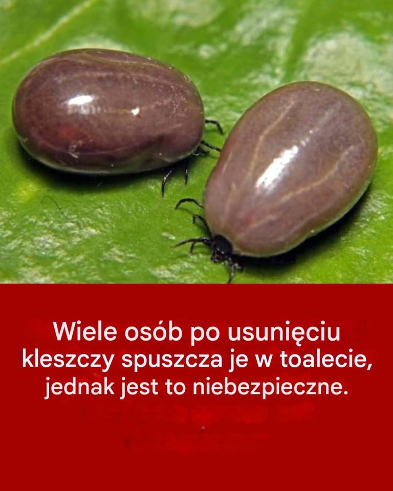 Dlaczego nigdy nie należy spuszczać kleszczy w toalecie?