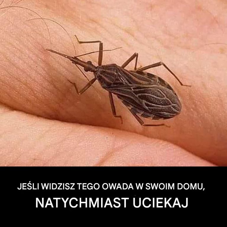 Jeśli zobaczysz tego owada w domu, natychmiast uciekaj.