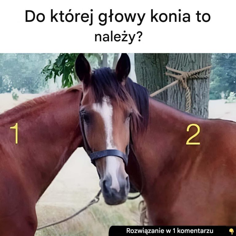 Do którego konia należy ta głowa?