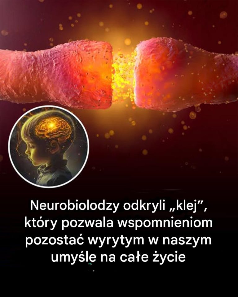 Neurobiolodzy w końcu odkryli klej, który utrwala wspomnienia na całe życie