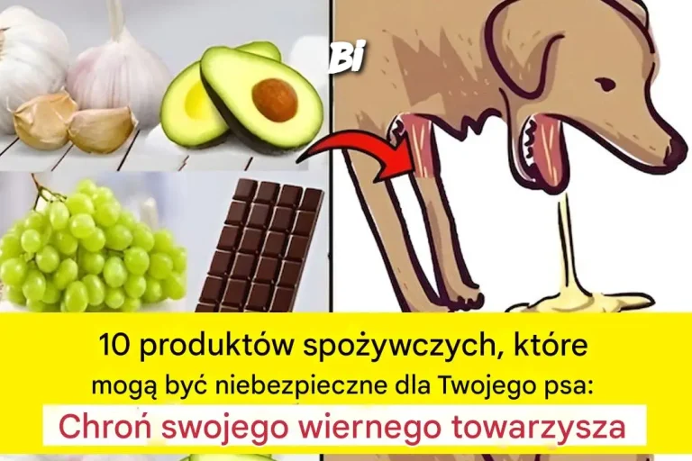 Eksperci ujawniają: 10 produktów spożywczych niebezpiecznych dla psów – chroń zdrowie swojego pupila!