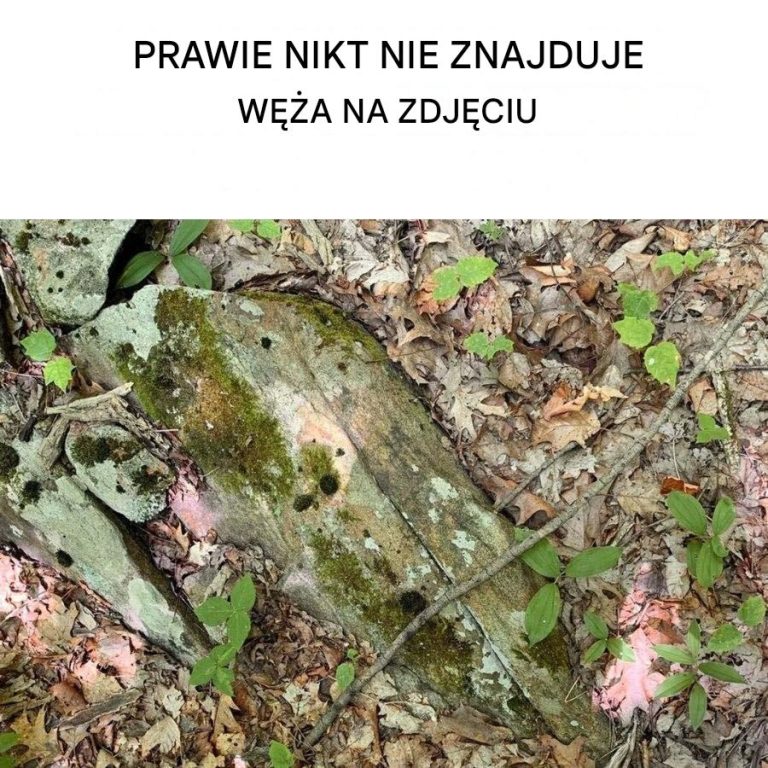 Tylko osoby z bystrym wzrokiem mogą dostrzec węża na zdjęciu.