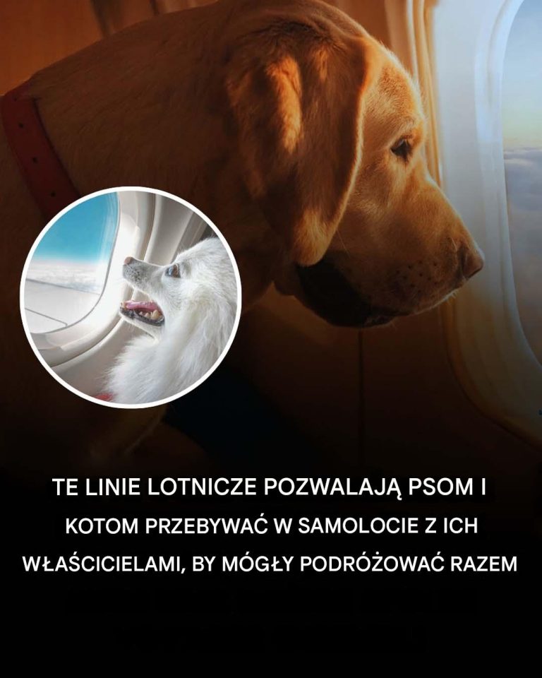 Te linie lotnicze zezwalają na przewożenie psów i kotów na pokładzie