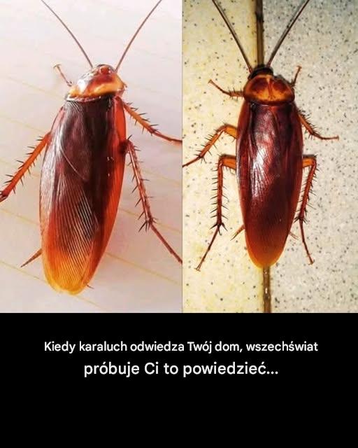 Nieoczekiwana obecność karalucha – wiadomość, która znaczy więcej, niż myślisz