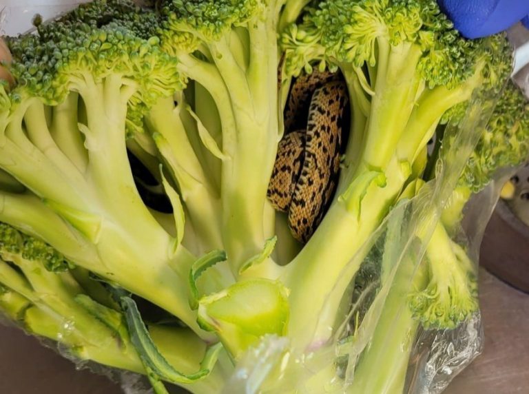 Zaskakujące odkrycie: w torbie z brokułami ze sklepu Aldi znalezionej straszną rzecz.