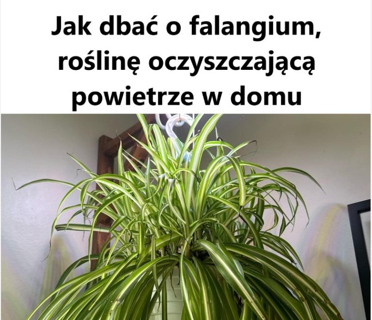 Jak dbać o falangium, roślinę oczyszczającą powietrze w domu