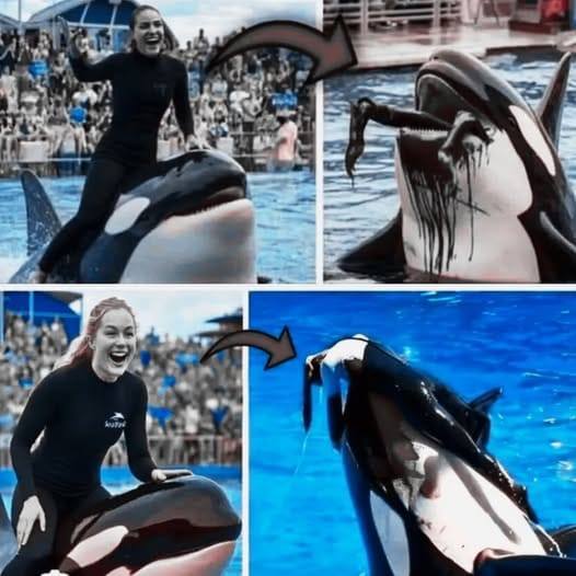 Kilka minut temu: Trener Orca został zniszczony przez tę rzecz,