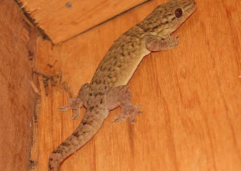 Dlaczego nigdy nie powinieneś polować na to stworzenie, jeśli znajdziesz je w swoim domu
