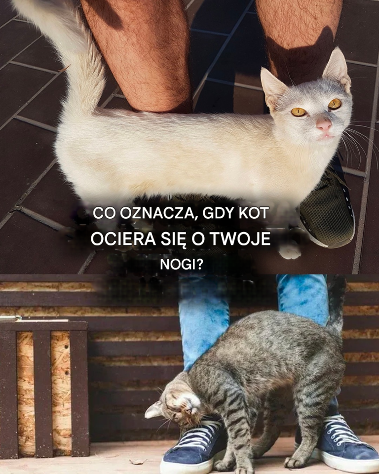 Co oznacza, gdy kot ociera się o nogi?