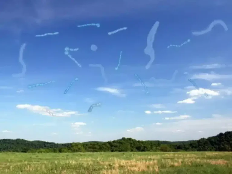 Czym są męty? Oto co powinieneś zrobić, jeśli je zobaczysz