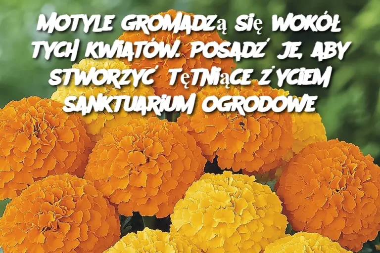 Motyle gromadzą się wokół tych kwiatów. Posadź je, aby stworzyć tętniące życiem sanktuarium ogrodowe