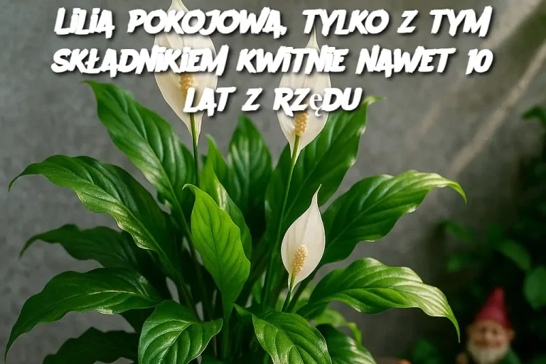 Lilia pokojowa, tylko z tym składnikiem kwitnie nawet 10 lat z rzędu