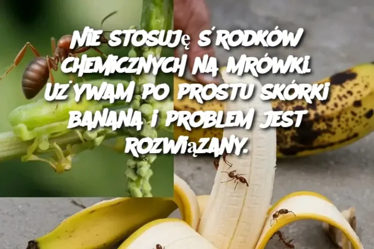 Nie stosuję środków chemicznych na mrówki. Używam po prostu skórki banana i problem jest rozwiązany.