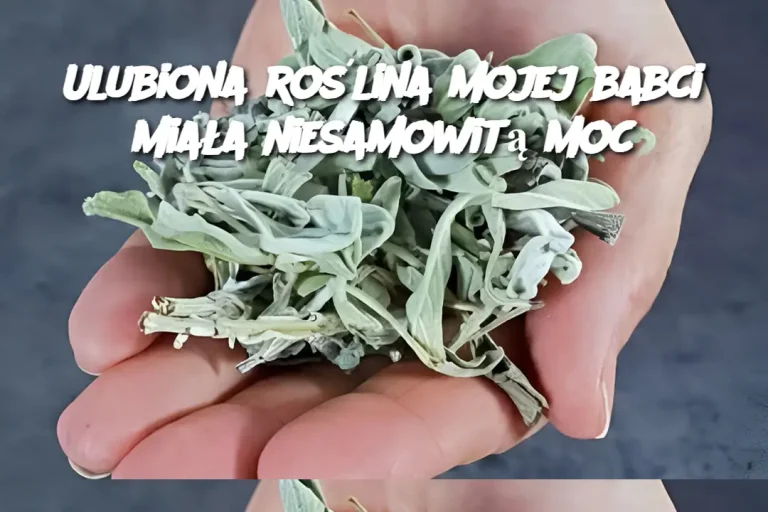 Ulubiona roślina mojej babci miała niesamowitą moc