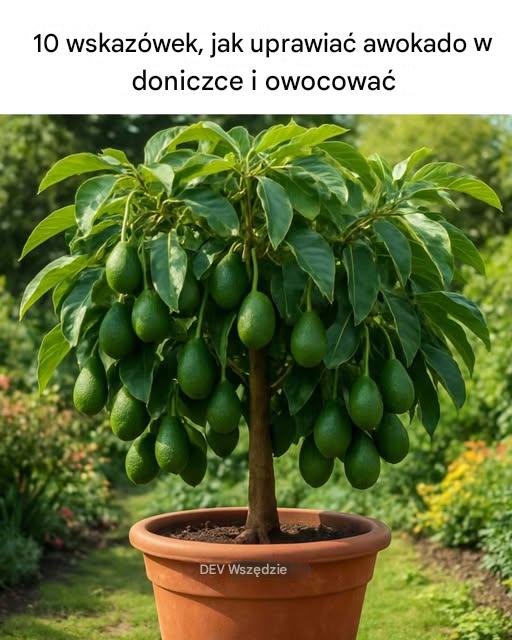 10 wskazówek, jak uprawiać awokado w doniczce i owocować