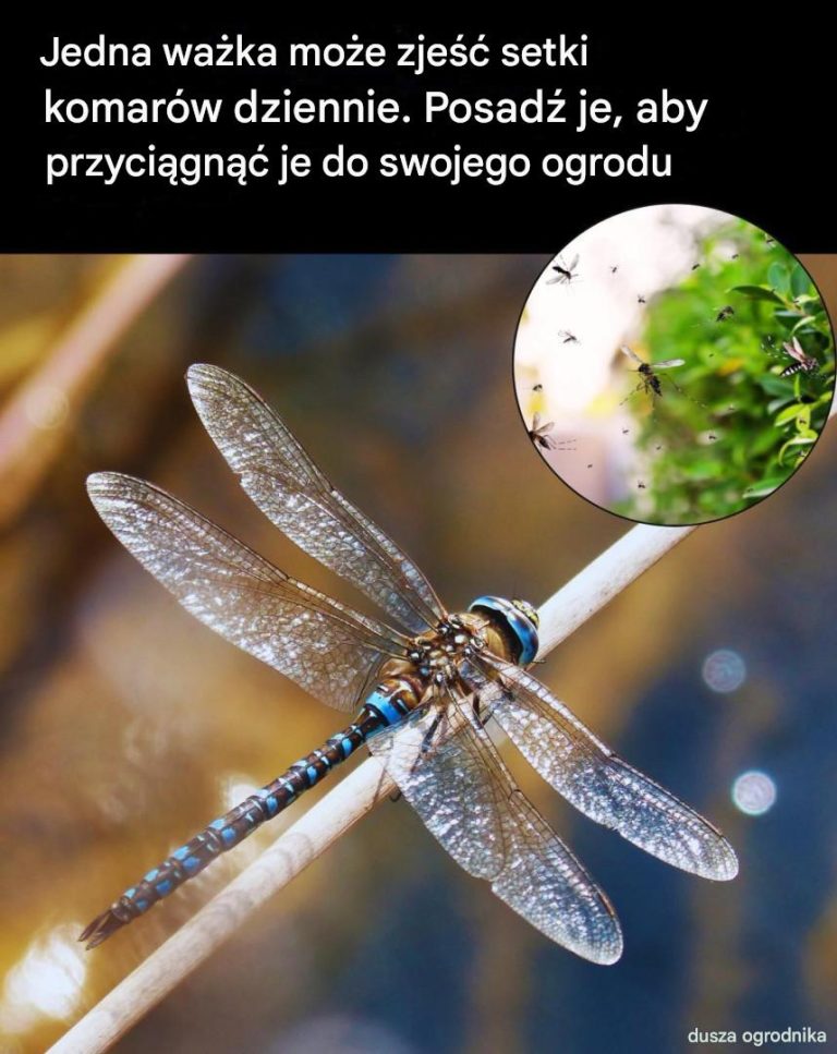 Jedna ważka może zjeść setki komarów dziennie. Posadź je, aby przyciągnąć je do swojego ogrodu