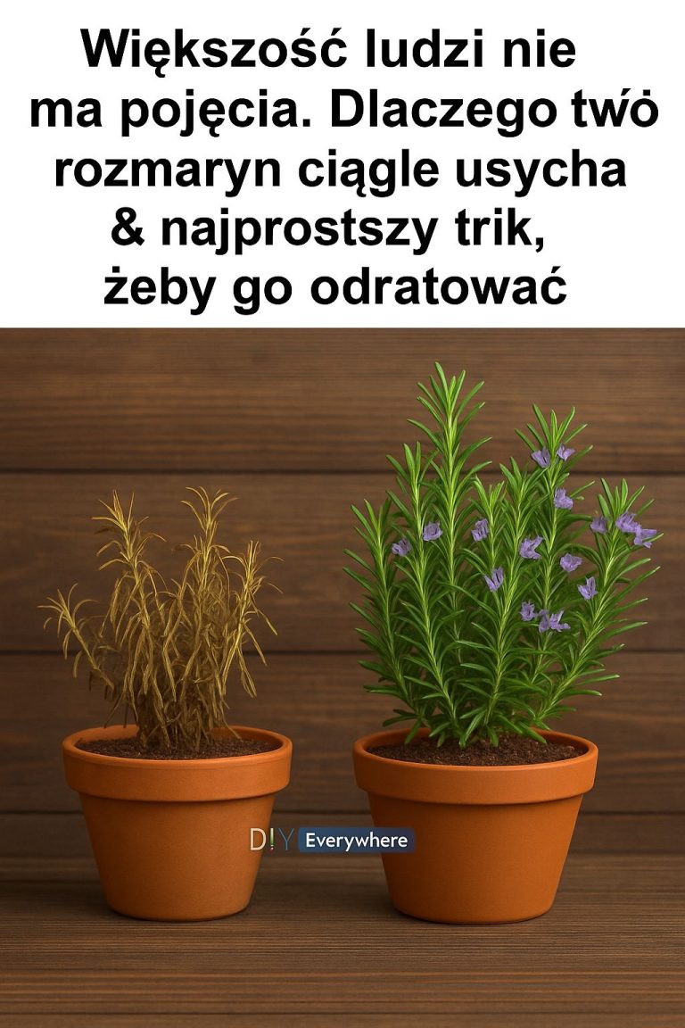 Dlaczego Twój rozmaryn ciągle usycha? Oto najczęstszy błąd i prosty trik, który może uratować roślinę