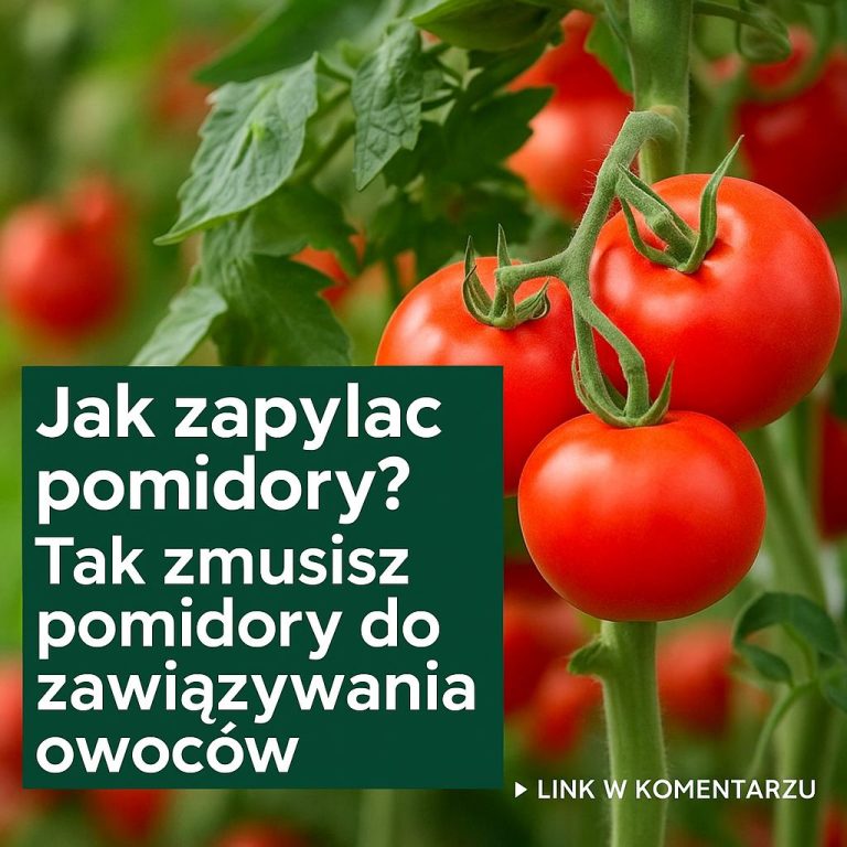 Jak zapylać pomidory? Poznaj te efektowne metody