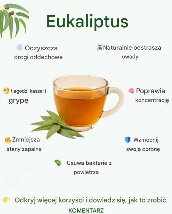 Naturalne przepisy na eukaliptus, które łagodzą problemy z oddychaniem, bóle stawów i nie tylko