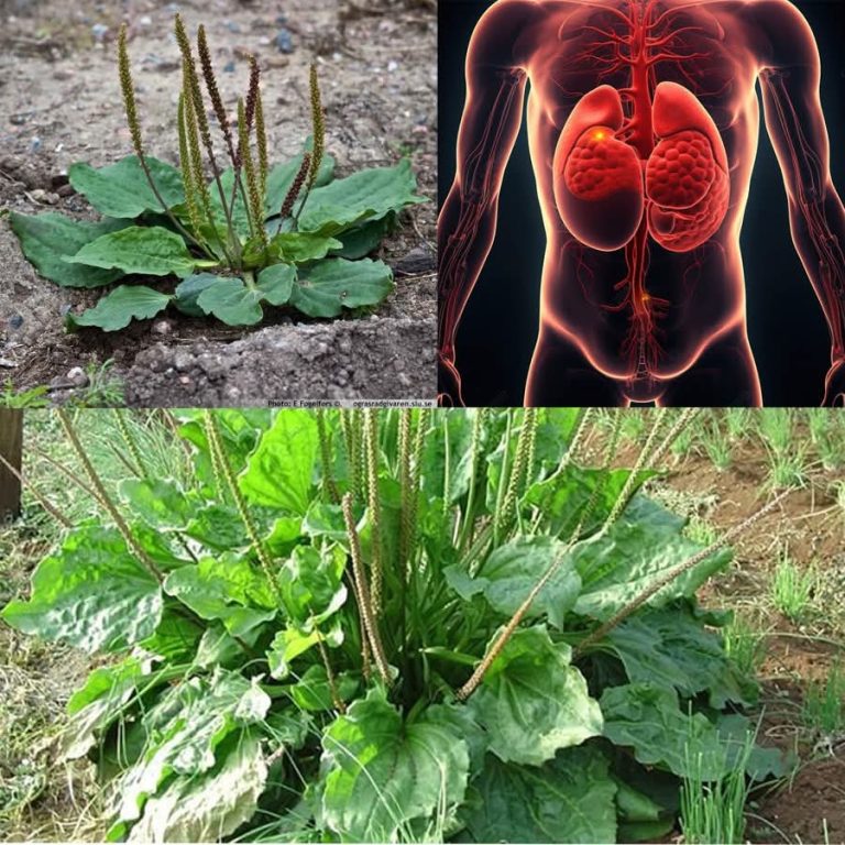 30 niesamowitych korzyści z babki szerokolistnej (Plantago Major)
