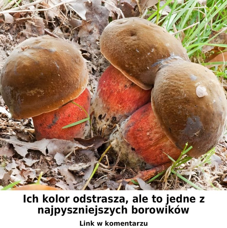 Bardzo pyszny borowik. Dlaczego większość ludzi go omija?