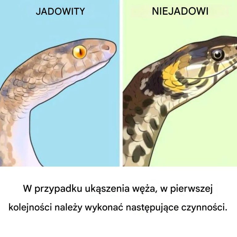 Jeśli ukąsi cię wąż, oto co powinieneś zrobić w pierwszej kolejności