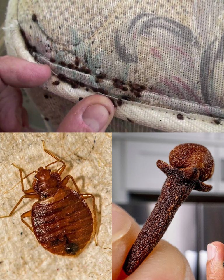 Żegnajcie pluskwy: proste, naturalne sposoby na ich eliminację