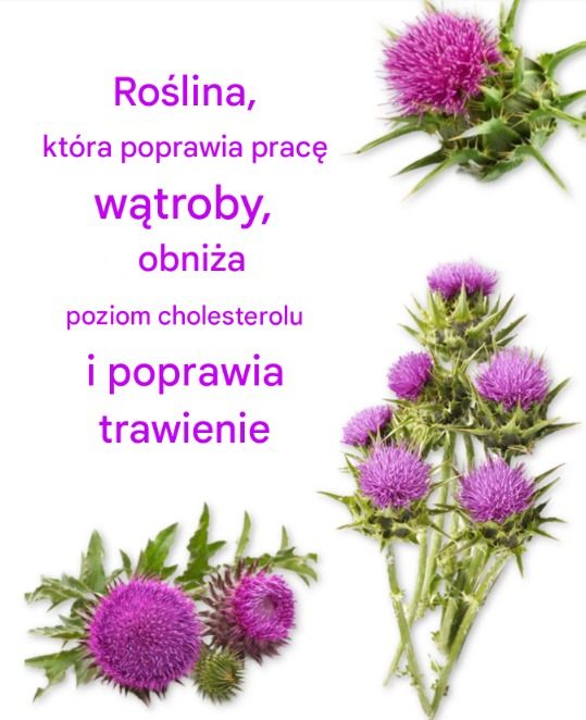 ROŚLINA, KTÓRA POPRAWIA PRACĘ WĄTROBY, OBNIŻA POZIOM CHOLESTEROLU I POPRAWIA TRAWIENIE