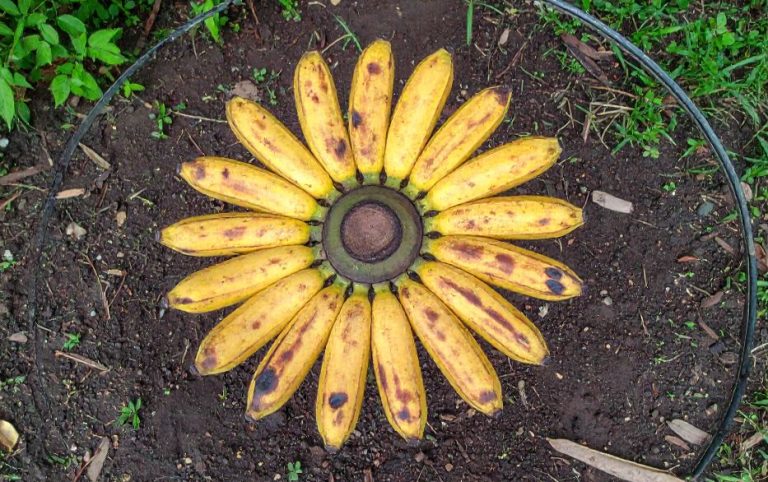 Oto dlaczego warto umieścić skórki bananów wokół roślin