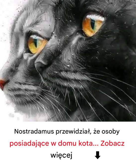 Przepowiednie Nostradamusa dotyczące kotów w domu